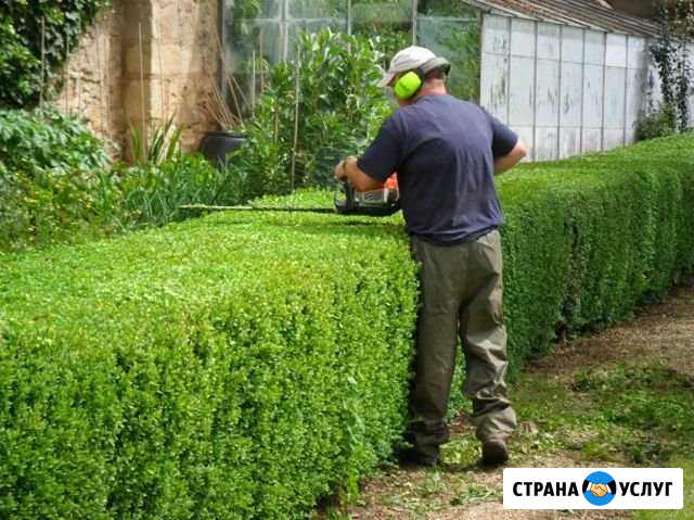 Стрижка растений/Опрыскивание деревьев/Продувка си Астрахань - изображение 1