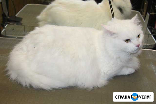 Стрижки кошек Дзержинск - изображение 1