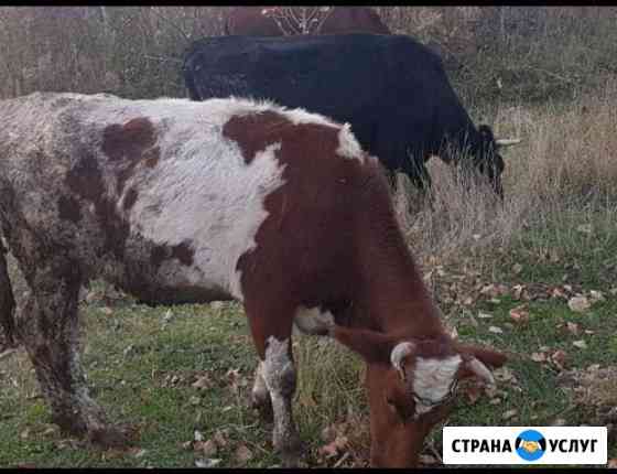 Перевозка животных крс коров быков тёлок и т.д Белореченск