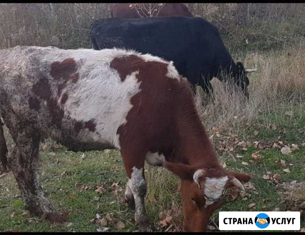 Перевозка животных крс коров быков тёлок и т.д Белореченск - изображение 1