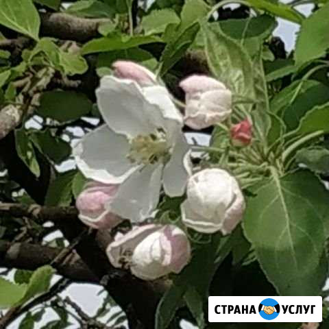Репетитор по математике Абакан - изображение 1