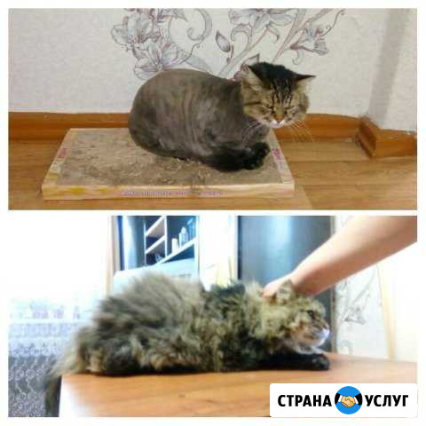 Стрижка собак и кошек Уфа - изображение 1