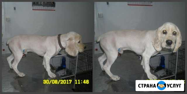 Стрижка собак и кошек с выездом на дом Астрахань - изображение 1