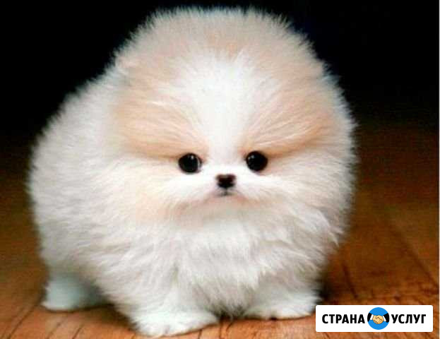 Выгул собаки Железнодорожный - изображение 1