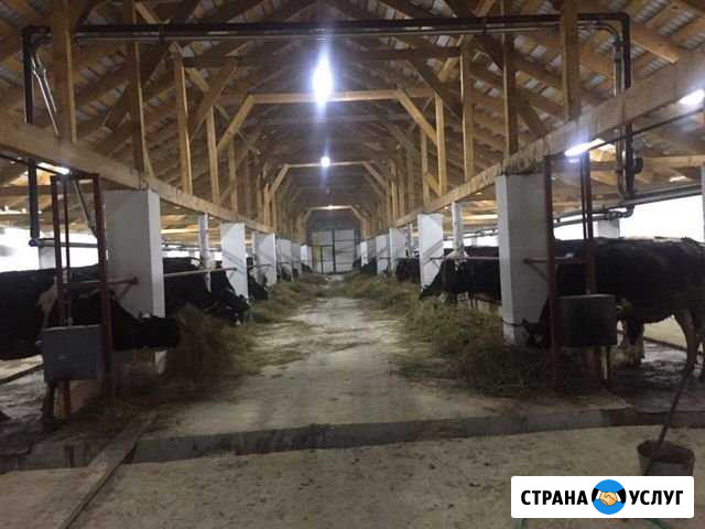 Молоко сыр каймак коровье и козье молоко Лаишево - изображение 1