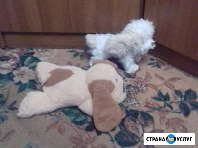 Выгул собак Мценск - изображение 1