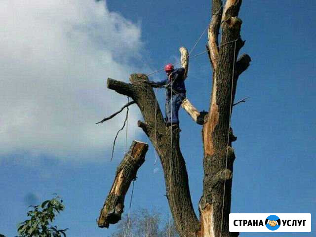 Профессианальный спил,валка деревьев уборка террит Клинцы - изображение 1