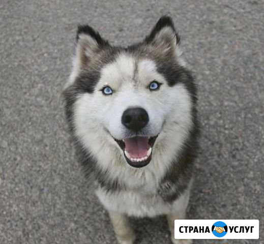 Уход за животными Гусев - изображение 1