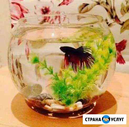 Оформление аквариумов Ростов-на-Дону