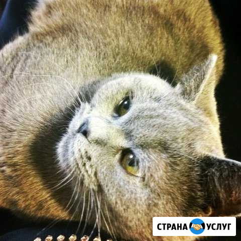 Ждём подругу британочку для вязки Шахты - изображение 1