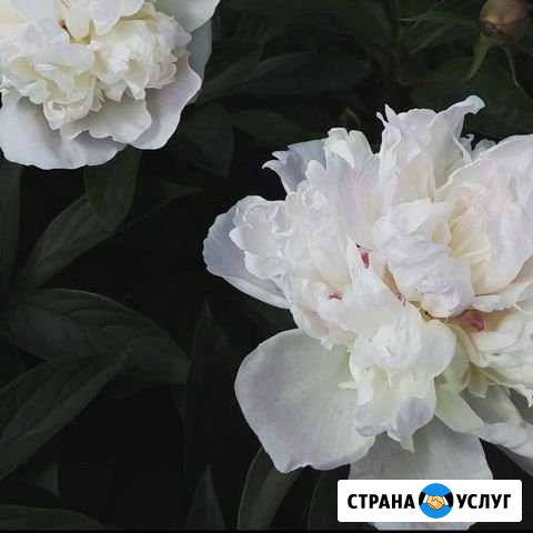 Подарки Тула - изображение 1