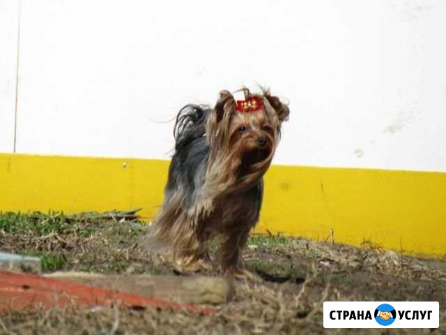 Выгул собак Тамбов - изображение 1