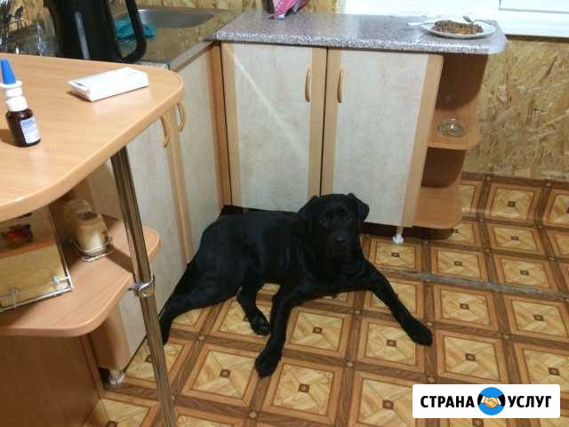 Вязка Лабрадора Сосновоборск - изображение 1