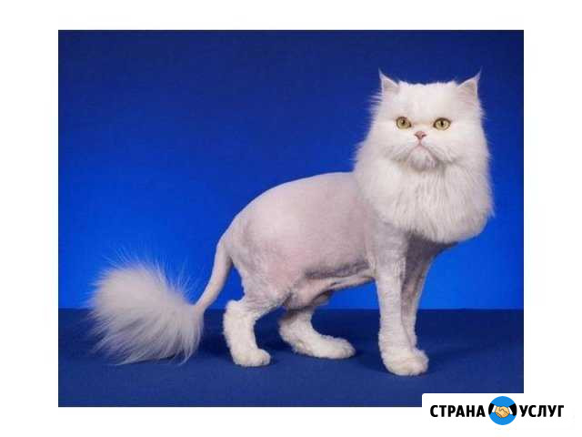 Стрижка кошек. Выезд на дом Киров - изображение 1