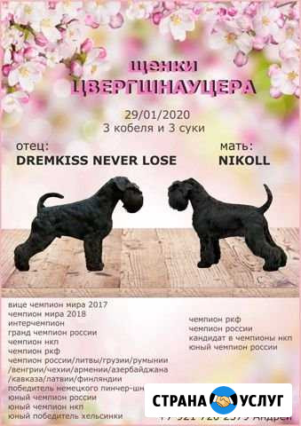 Презентации собак, помётов, питомников Пермь - изображение 1