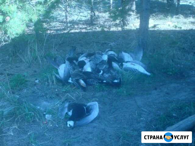 Охота на гуся Архангельск - изображение 1