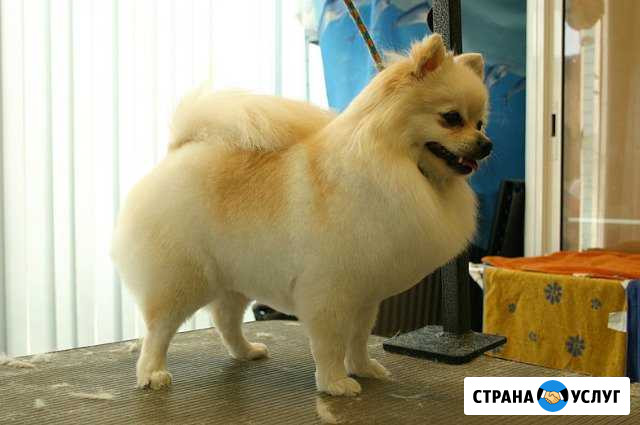 Маленькая прелесть салон стрижка собак и кошек Курск - изображение 1