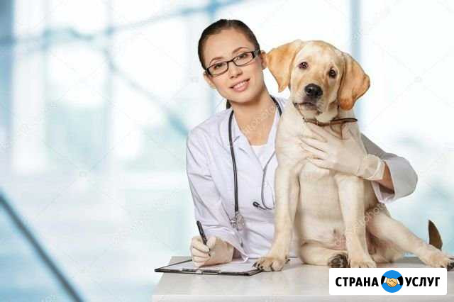 Ветеринар на дом Краснодар - изображение 1