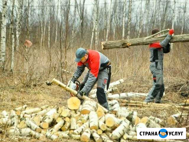 Расчистка участка /Выкорчовка, Спил /Снос Перевоз - изображение 1