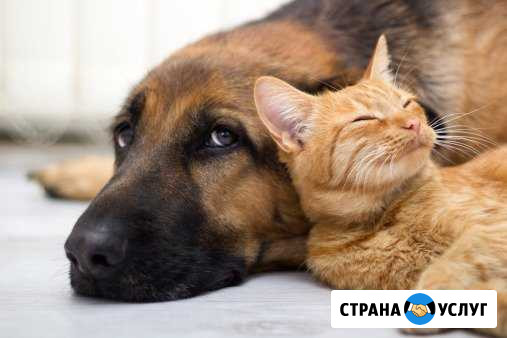 Передержка домашних животных, выгул Киров - изображение 1