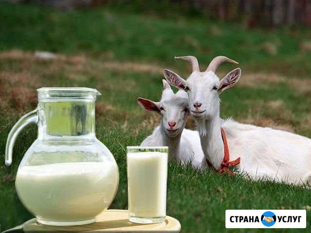 Продажа козьего молока с доставкой Ульяновск - изображение 1