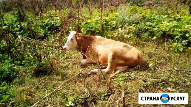 Кастрация котов, хряков и быков. Лечение онлайн Саратов - изображение 1