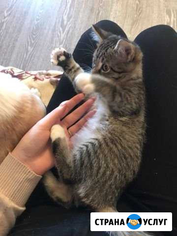 Передержка для кошки/кота Тюмень - изображение 1