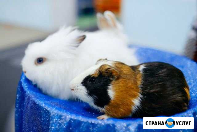 Аниматор- Фокусник Чебоксары - изображение 1