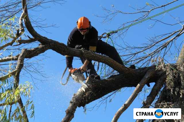Спил деревьев Ессентуки - изображение 1