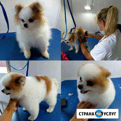 Груминг. Стрижка собак. Стрижка кошек Павловский Посад