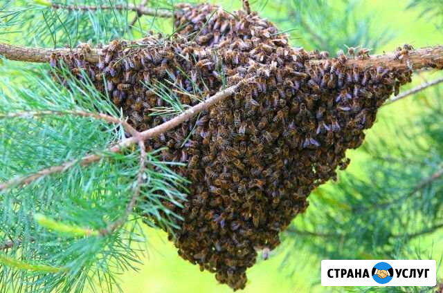 Сниму рой пчёл (Кочубеевский район) Барсуковская - изображение 1