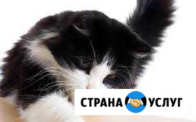 Передержка вашей любимой кошечки Мурманск - изображение 1