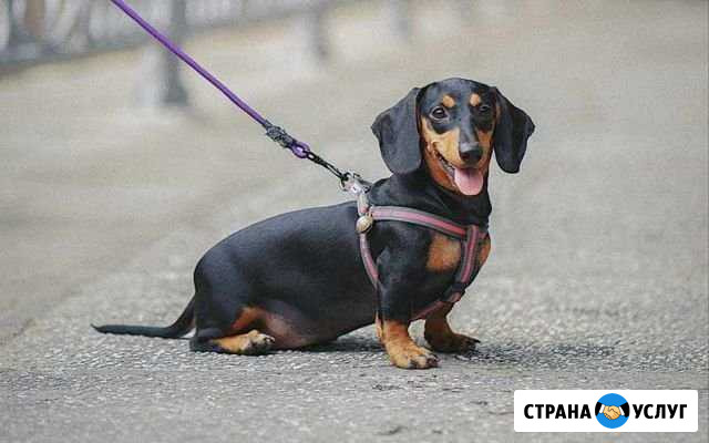 Выгульщик собак Раевская - изображение 1
