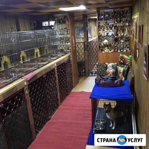 Гостиница для животных. 15 лет на рынке Кемерово - изображение 1