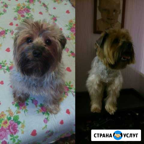Стрижка собак и кошек Выкса - изображение 1