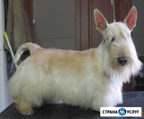Профессиональный тримминг и стрижка собак Новосибирск - изображение 1