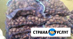 Доставка картофеля на дом, цена за мешок Череповец - изображение 1