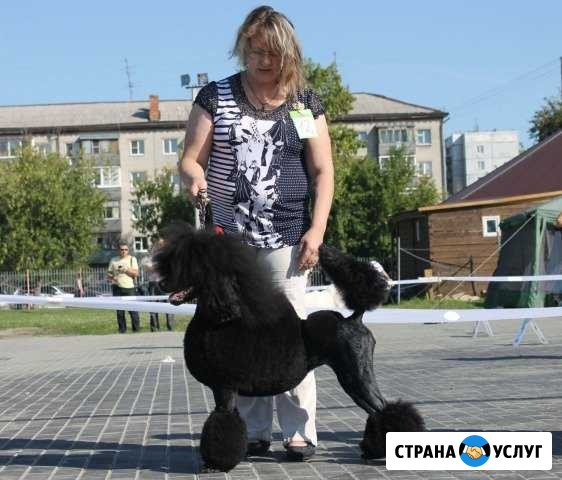Стрижка домашних животных Барнаул - изображение 1