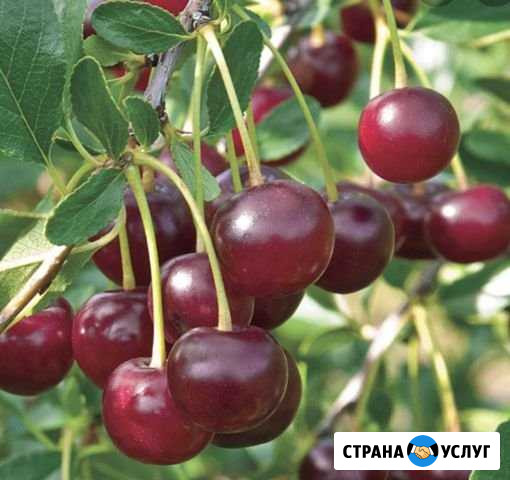 Вишня Уфа - изображение 1