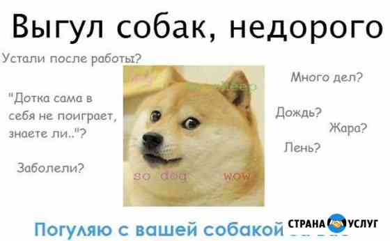 Выгул собак Подольск