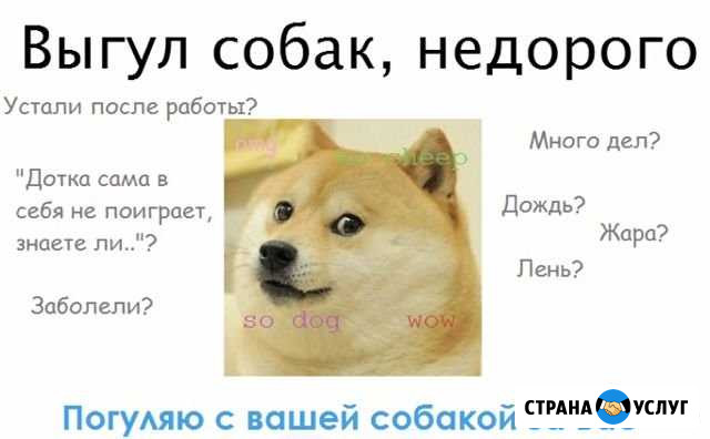 Выгул собак Подольск - изображение 1