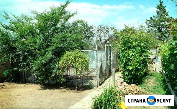Передержка. Гостиница для собак Волгоград - изображение 1