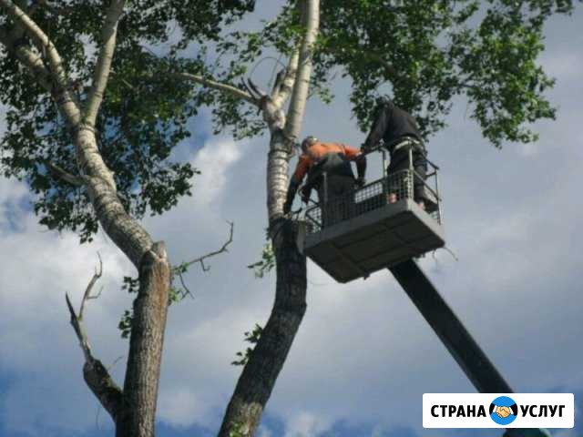 Опиловка, спил деревьев Кемерово - изображение 1
