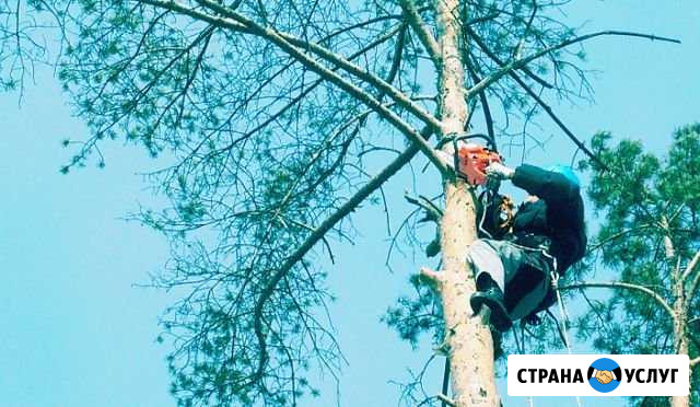 Спил деревьев, Обрезка деревьев, корчевание пней Ростов-на-Дону - изображение 1