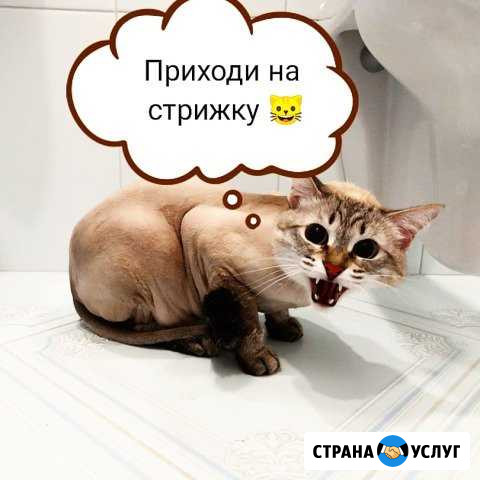 Стрижка животных Сургут - изображение 1