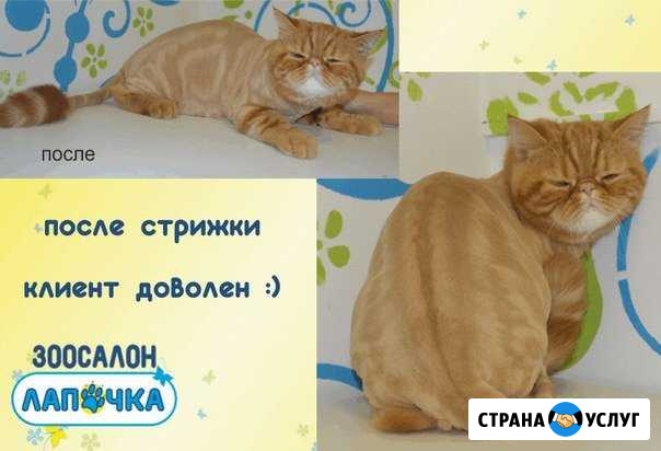 Стрижка, вычес кошек, антицарапки Девяткино Мурино Мурино - изображение 1