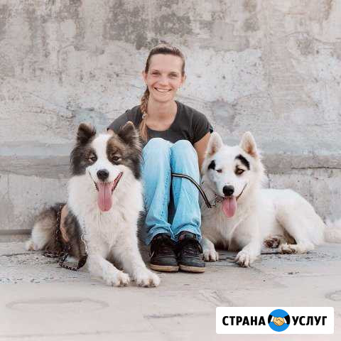 Дрессировка, воспитание щенков, выгул собак Мурманск - изображение 1