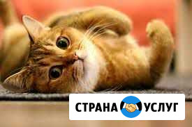 Передержка кошек Тюмень - изображение 1