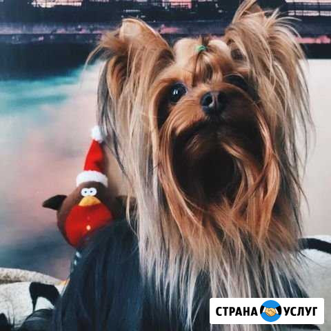 Вязка йорк Набережные Челны - изображение 1