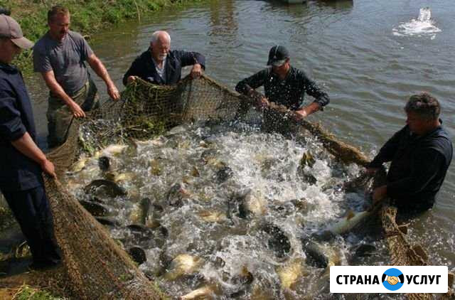 Базовый курс по использованию Хлореллы в водоеме Таганрог - изображение 1